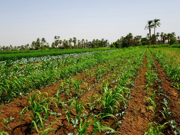 Les meilleures stratégies pour favoriser l'agroécologie durable